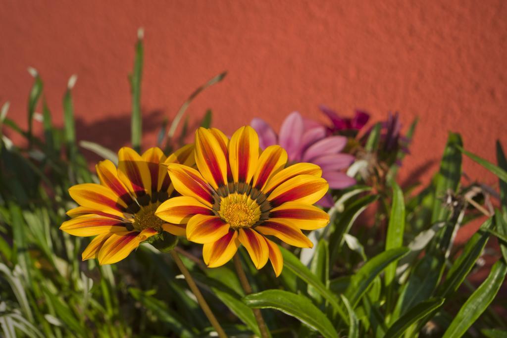Szonyi Garden Hotel Pest บูดาเปสต์ ภายนอก รูปภาพ