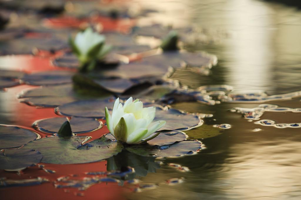 Szonyi Garden Hotel Pest บูดาเปสต์ ภายนอก รูปภาพ